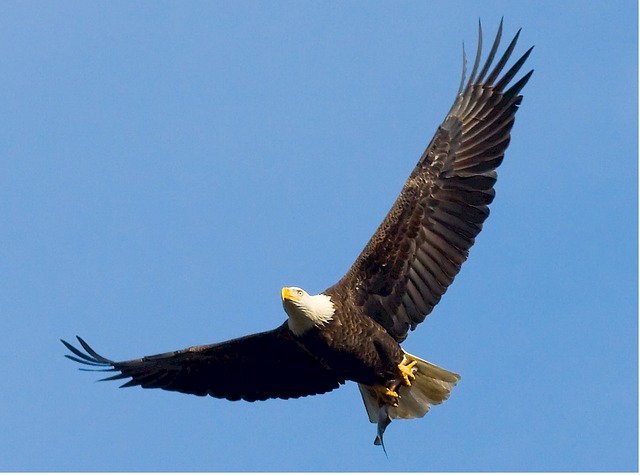 bald-eagle-529664_640